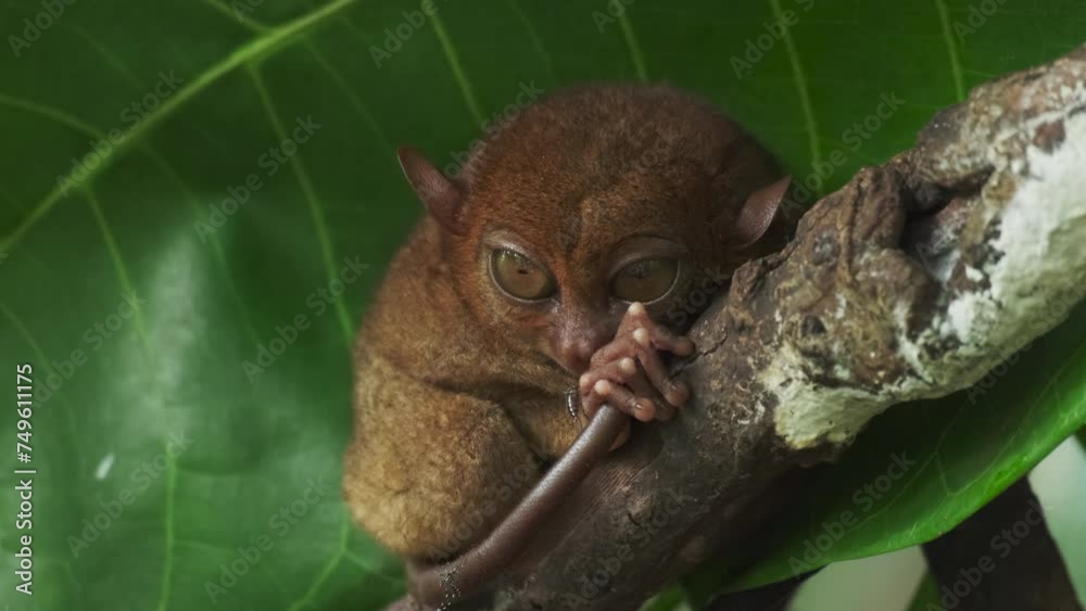 Tarsier monkey (Tarsius Syrichta) on tree in natural jungle environment, Philippines. Bohol island, 4k Tarsier monkey (Tarsius Syrichta) on tree in natural jungle environment, Philippines. Bohol island, 4k