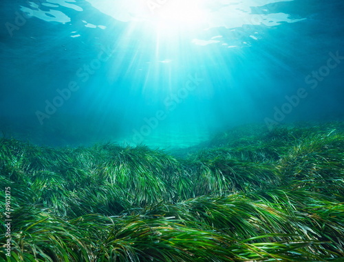 Sunlight underwater with seagrass Posidonia oceanica in the Mediterranean sea, natural scene, Spain photo