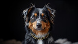 Berger australien, chien de race berger, de près : portrait d'une race de chien