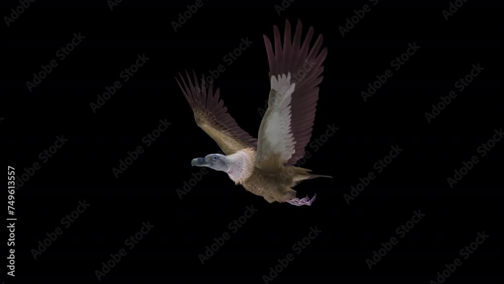 Flying Himalayan Vulture - Griffon Bird - Side Angle View Close Up ...