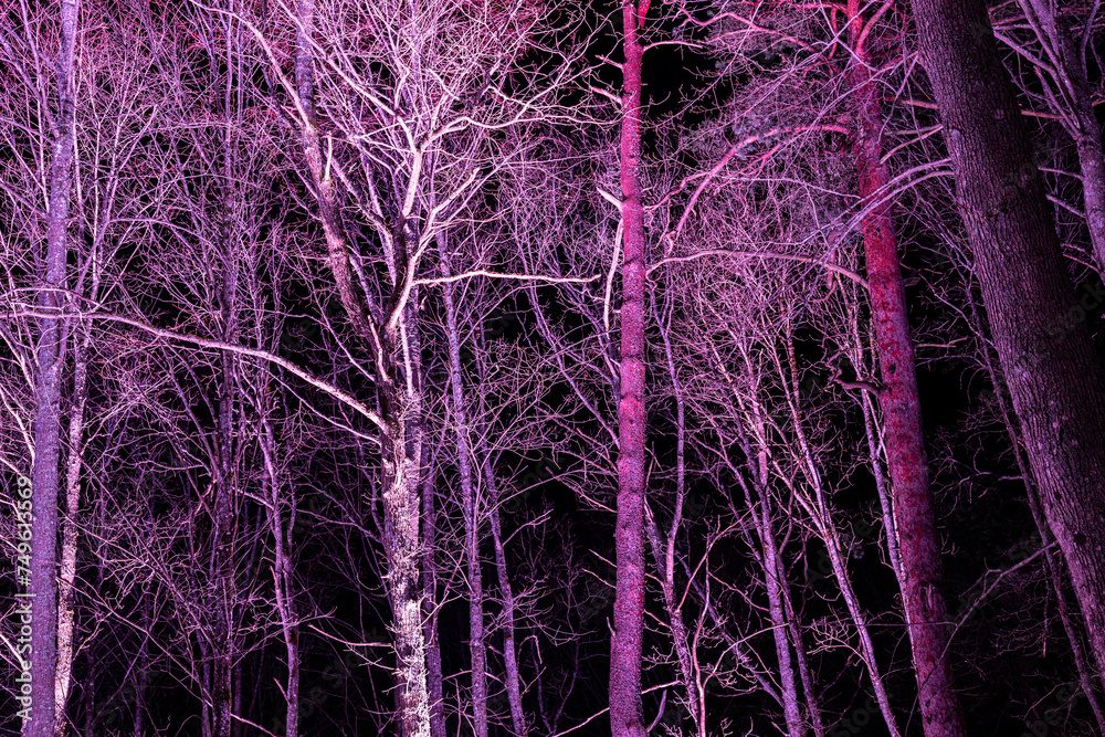Illuminated trees in the dark of night. Dramatic branched tree trunks with lights Illuminated trees in the dark of night. Dramatic branched tree trunks with lights