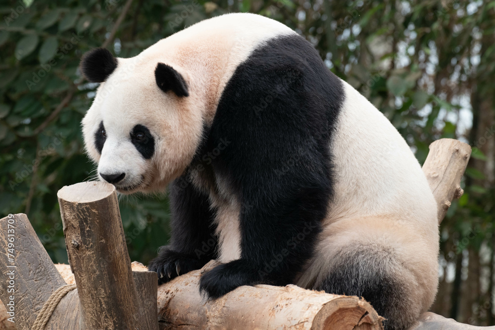Naklejka premium Close up a portrait of Happy Panda, Fu Bao, Soutyh Korea