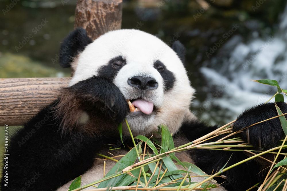 Fototapeta premium Close up a portrait of Happy Panda, Fu Bao, Soutyh Korea