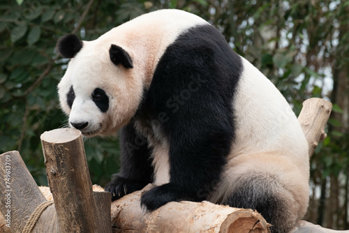 Close up a portrait of Happy Panda, Fu Bao, Soutyh Korea © foreverhappy