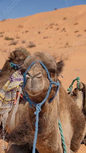 Close up of a dromedary camel  Camelus dromedarius  wearing a blue halter in the Sahara Desert  outside of Douz  Tunisia