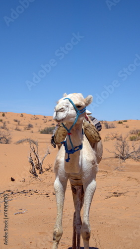 Dromedary camel (Camelus dromedarius) wearing a saddle for a camel trek in the Sahara Desert, outside of Douz, Tunisia