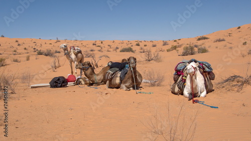 Dromedary camels (Camelus dromedarius) wearing saddles for a camel trek in the Sahara Desert, outside of Douz, Tunisia © Angela