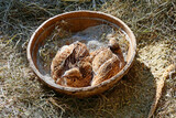 japanese quail takes one sand bath