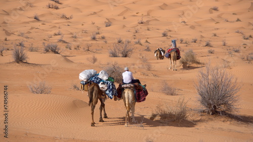 Dromedary camels  Camelus dromedarius  on a camel trek in the Sahara Desert  outside of Douz  Tunisia