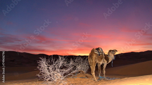 Dromedary camel  Camelus dromedarius  at sunset in the Sahara Desert  outside of Douz  Tunisia