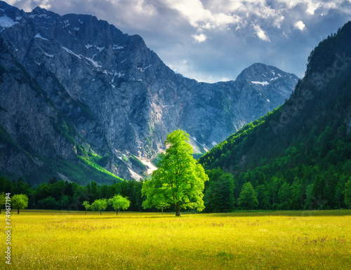 Alone tree in green alpine meadows in mountains at sunset