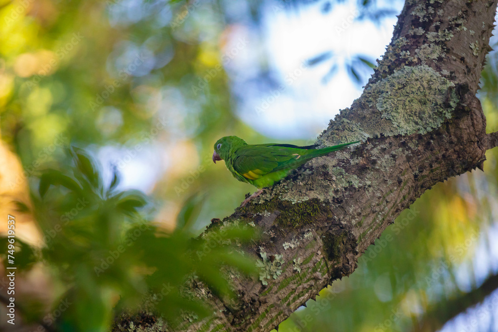 Wild Brazilian parakeets known as caturrita Wild Brazilian parakeets known as caturrita