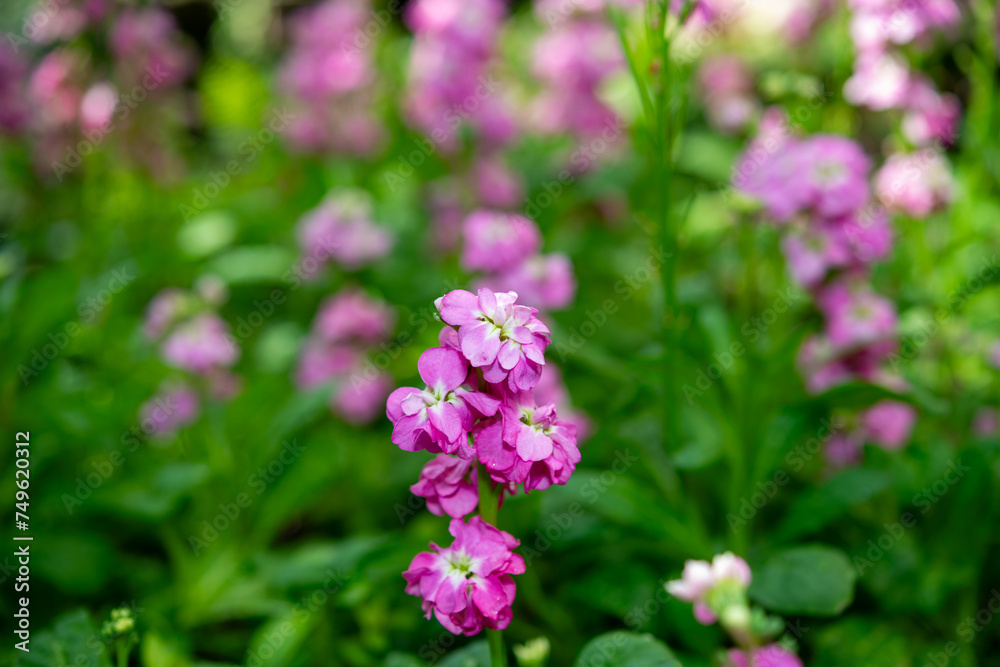 double pink Matthiola incana or brompton stocks with defocused background double pink Matthiola incana or brompton stocks with defocused background
