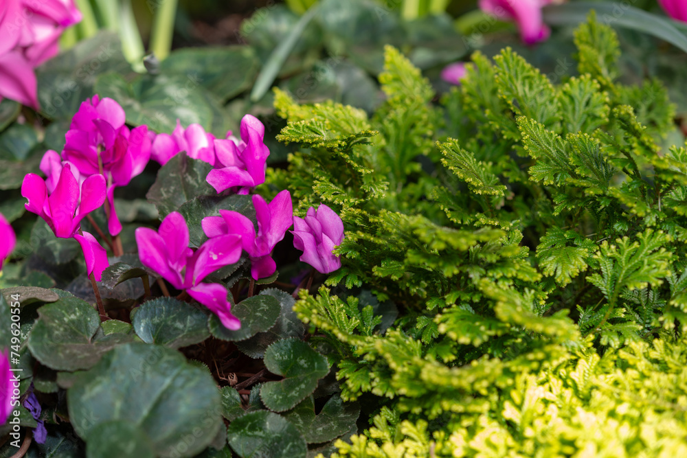 pink cyclamen blossoms and selaginella fern pink cyclamen blossoms and selaginella fern