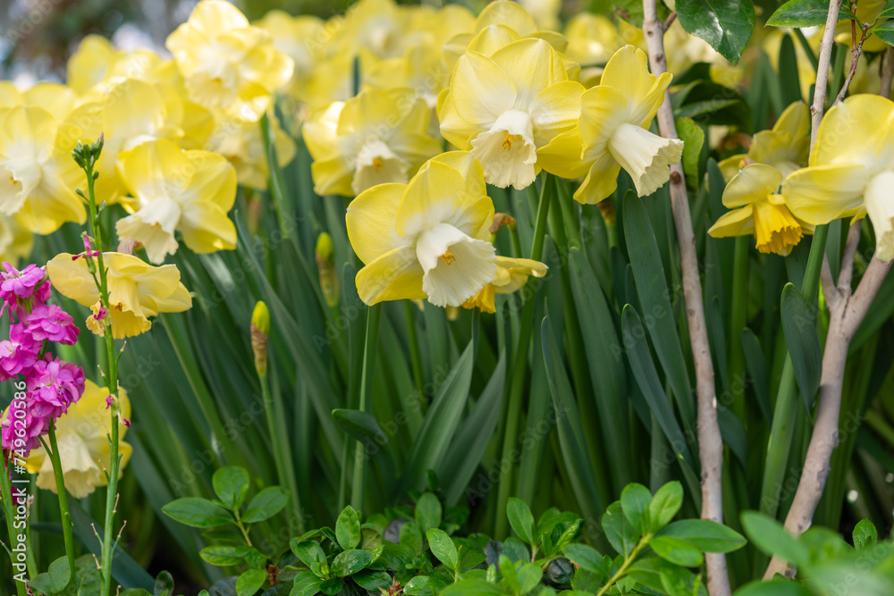 Obraz premium daffodils in bloom at the conservatory