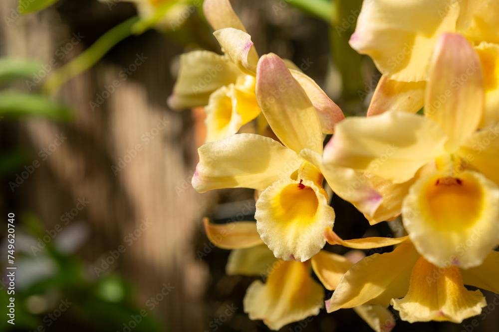 close-up of yellow orchid flowers in bloom at the conservatory close-up of yellow orchid flowers in bloom at the conservatory