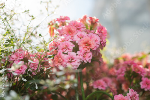 close-up of pink Kalanchoe flowers on a defocused background © eugen