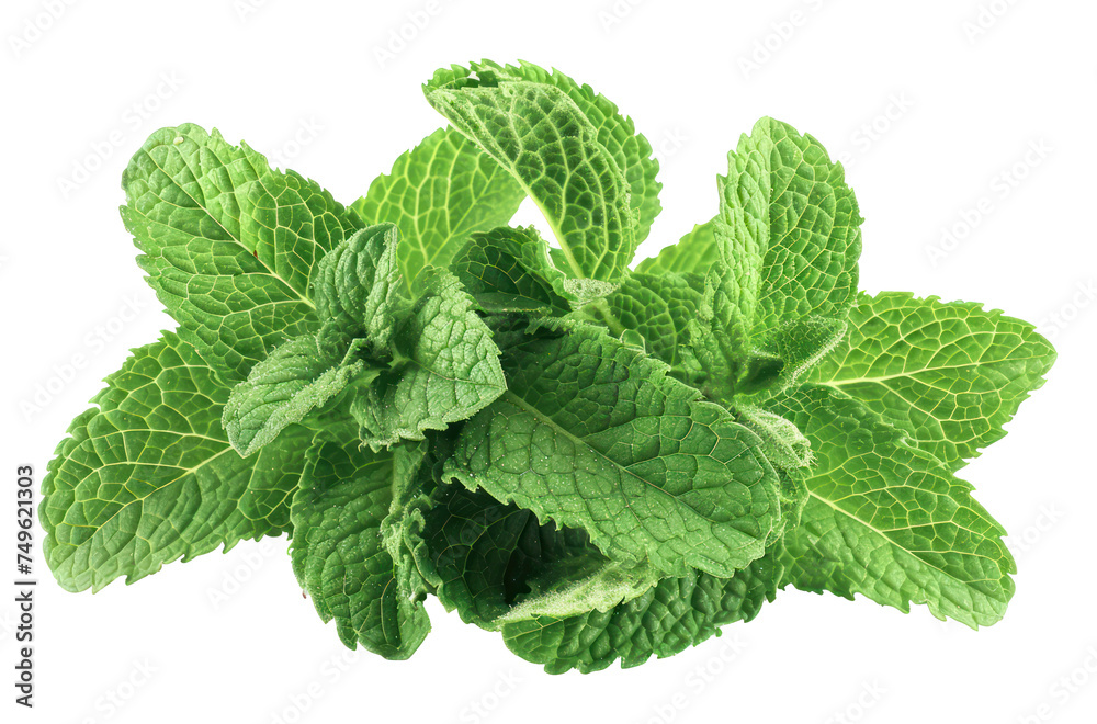 Fresh green mint leaves, cut out - stock png.