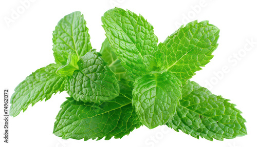 Fresh green mint leaves, cut out - stock png.