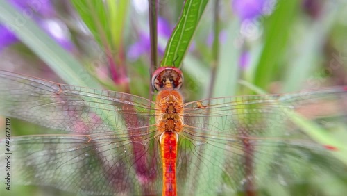 macro video of dragonfly, dragonfly resting on a branch
