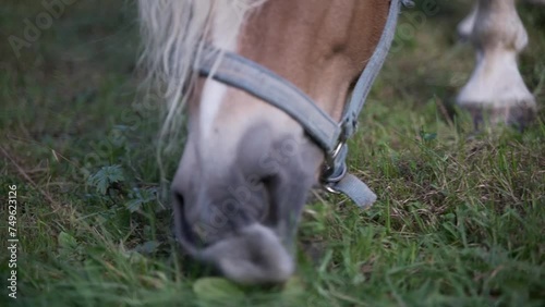 Close-up of the head of a horse eating grass in a meadow.