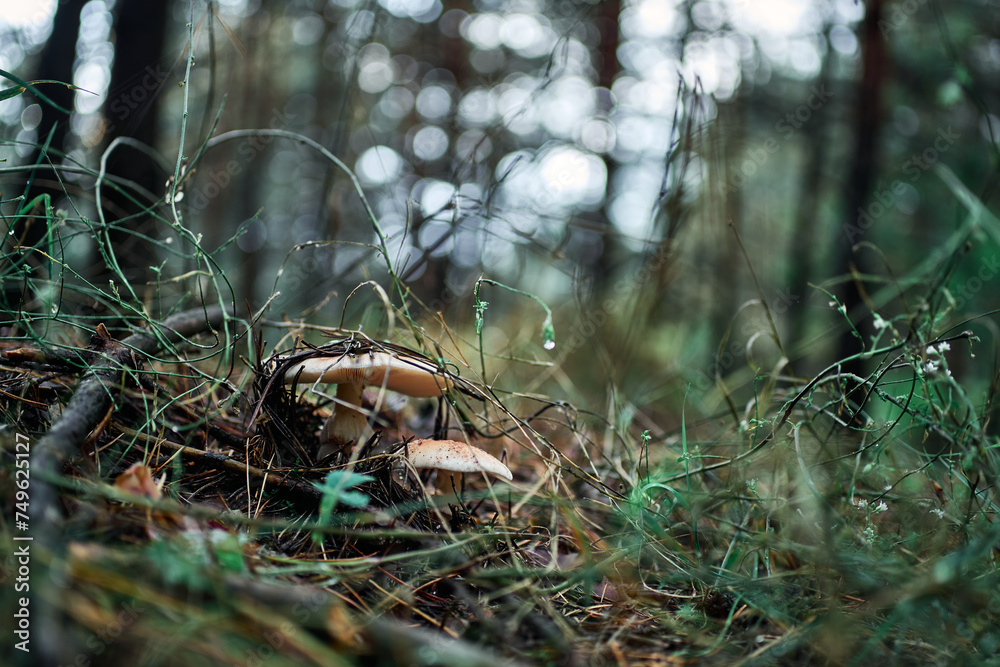 Obraz premium Close-up view of brown cap mushrooms in forest undergrowth with fallen leaves twigs intertwined green vines grasses blurred trees in background indicating depth woodland