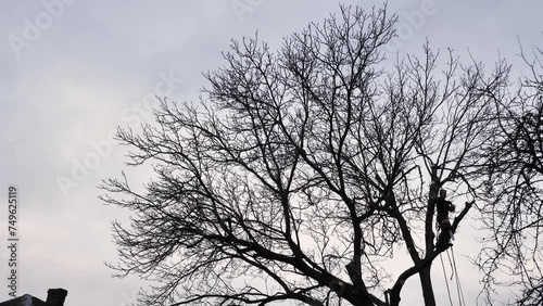 A person, man, arborist is chopping and cutting a tree in front of a house under the cloudy winter sky, altering the natural landscap photo