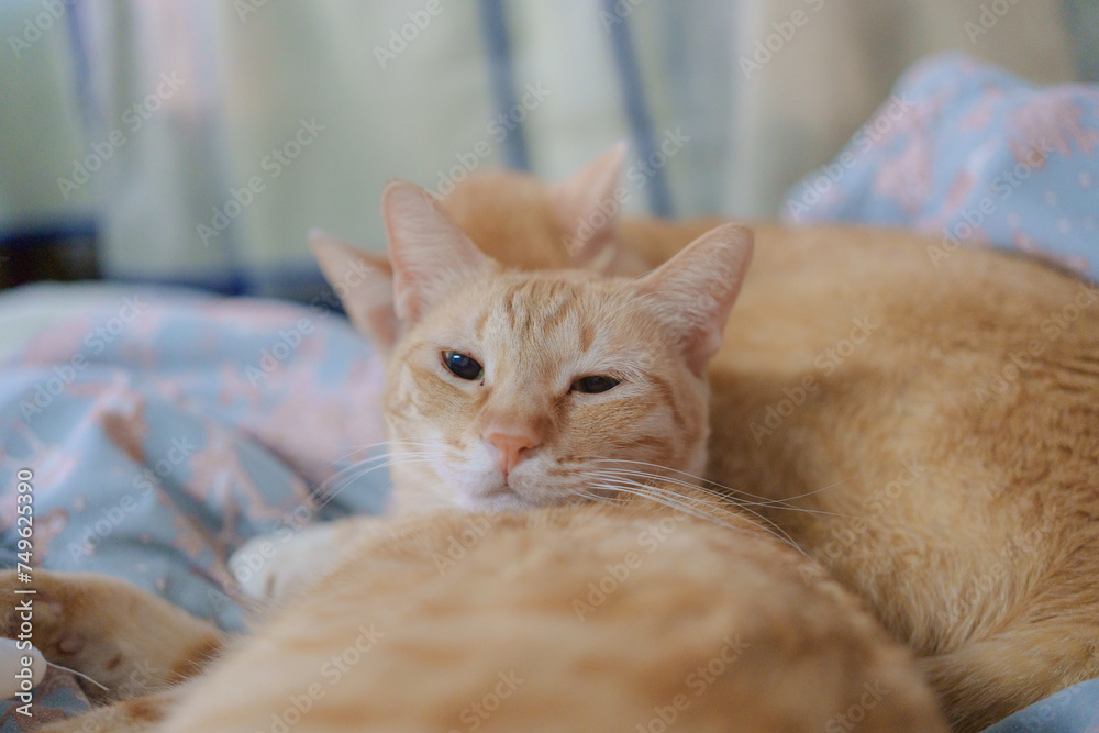 Cute ginger cat lying on sofa and looking at camera. Selective focus.