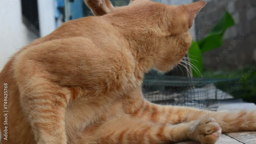 A cat with a yellow face is sitting on a white background. The cat has a very cute and friendly expression