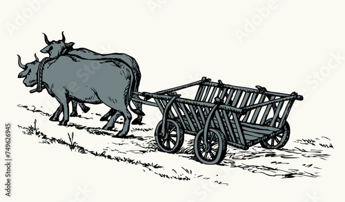 Empty cart drawn by oxen. Vector drawing