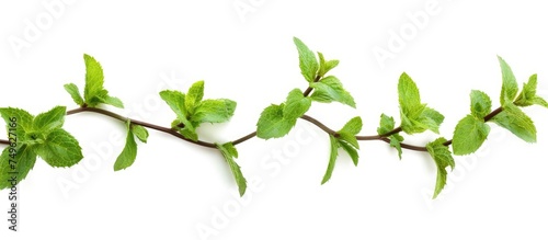 A branch of mint with vibrant green leaves displayed against an isolated white background. The leaves are lush and healthy  showcasing the beauty of natures bounty.