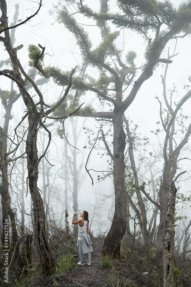 Mystical atmosphere in a destroyed forest on a volcano after an ash eruption. The dead jungle with bare tree trunks and palm trees on the mountain is covered with clouds or fog.