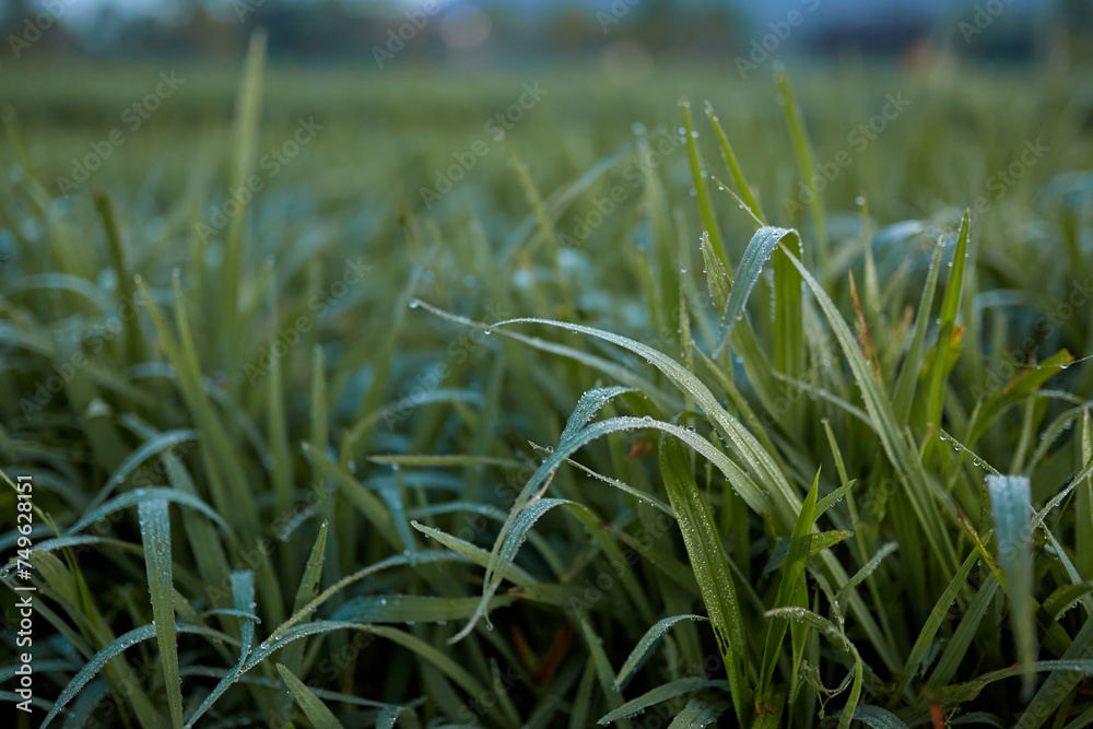 Fototapeta premium New juicy green rice terraces are covered with morning dew on the popular island of Bali.