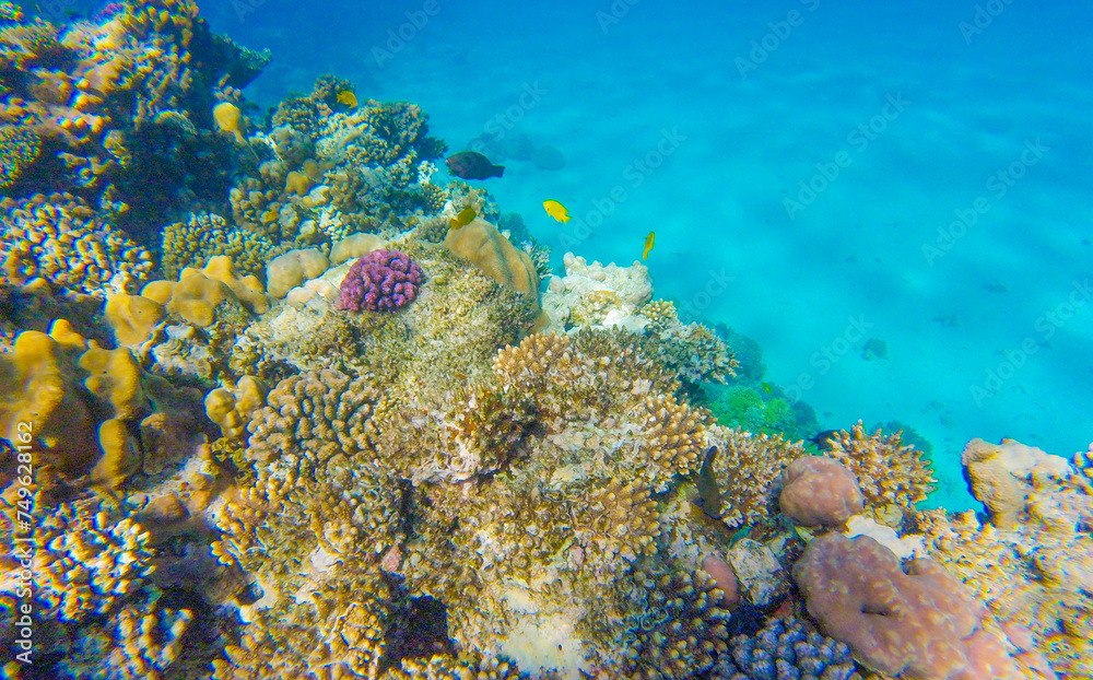 Obraz premium coral reef with inhabitants in Egypt Sahl Hasheesh for banner background