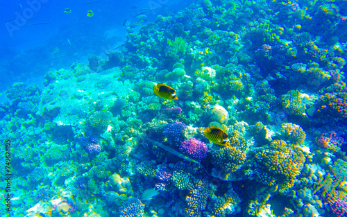 coral reef with inhabitants in Egypt Sahl Hasheesh for banner background
