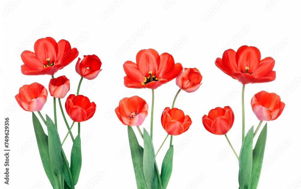 Obraz premium Beautiful bouquet of red tulips isolated on white background