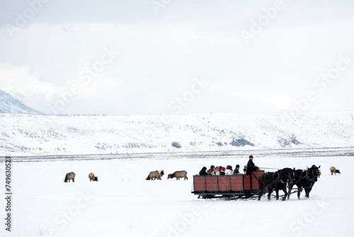 Sleigh ride to see elk; Nat Elk Refug; Jackson, Wyoming