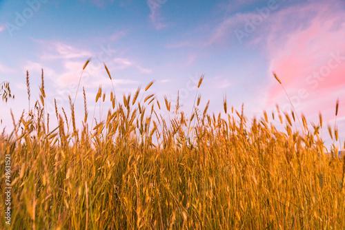wheat field at sunset