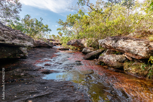 Rote Wasserpflanzen in den Cano Crystales, Kolumbien photo