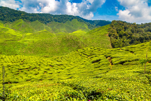 Beautiful Tea plantations © Sergii Figurnyi