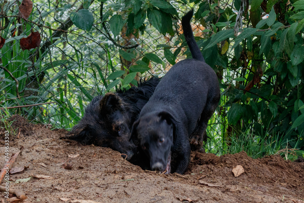 Fototapeta premium Zwei Straßenhunde