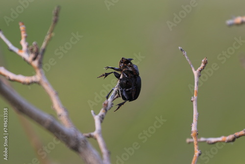 Escarabajo en el pico de una rama © JoseManuel
