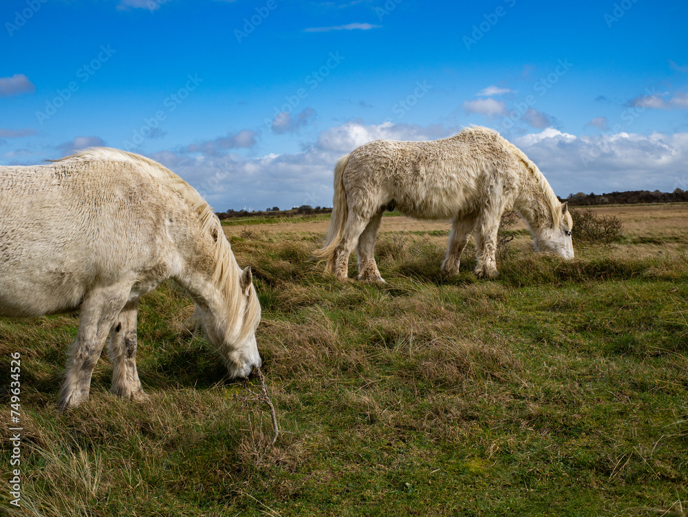Wild white horse and brown in the field grazing. Camargue Horses standing in salt marshlands, Camargue in Lincolnshire UK. Different Breeds Of Horses In The Pasture. Wild white horse and brown in the field grazing. Camargue Horses standing in salt marshlands, Camargue in Lincolnshire UK. Different Breeds Of Horses In The Pasture.