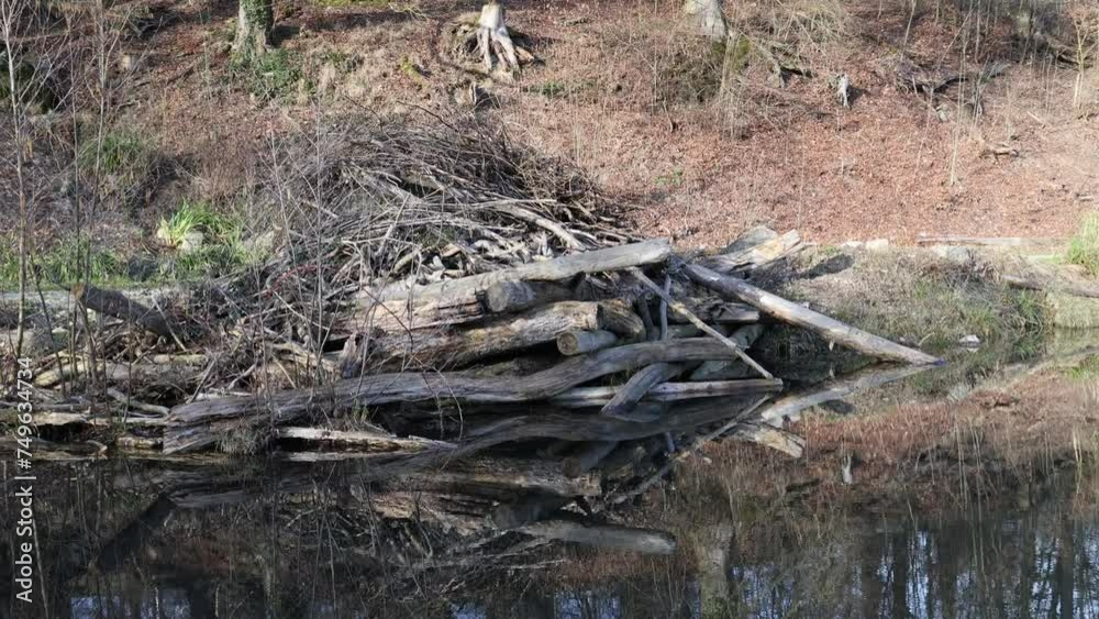 Beaver dam by the lake, establisher Beaver dam by the lake, establisher
