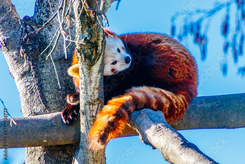 Roter Panda im Baum