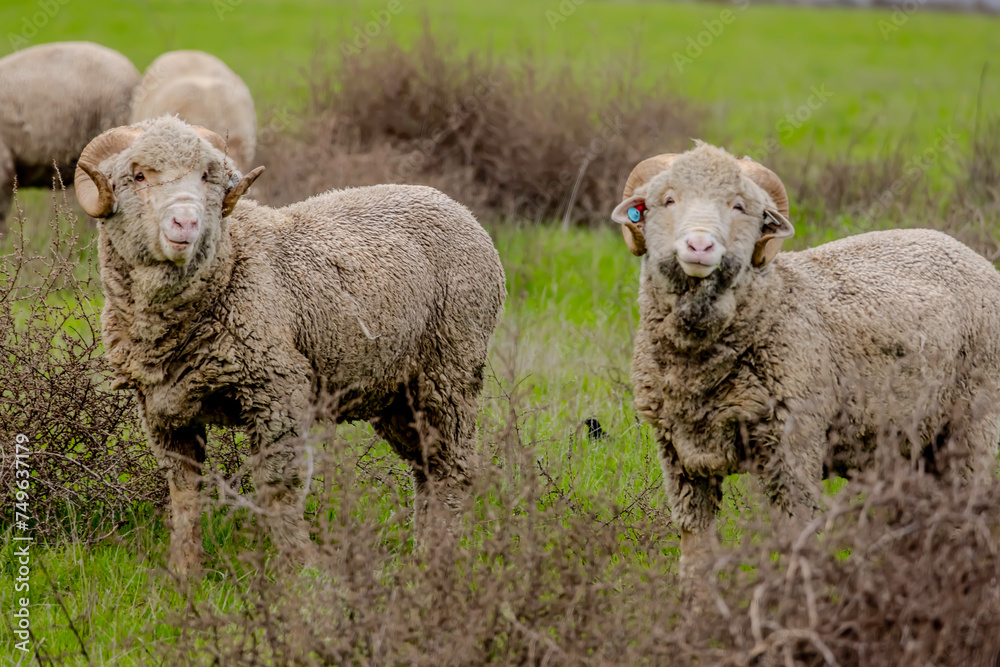 Naklejka premium Sheep are characterized by their fluffy coat of wool, which varies in color and texture depending on the breed. 