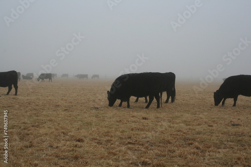 Black Angus in the Fog