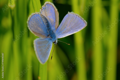 Blue butterfly on green background