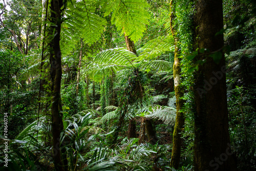 unique native vegetation in gondwana rainforest - lamington national park, albert river circuit; tree ferns in dense jungle near birsbane and gold coast, australia