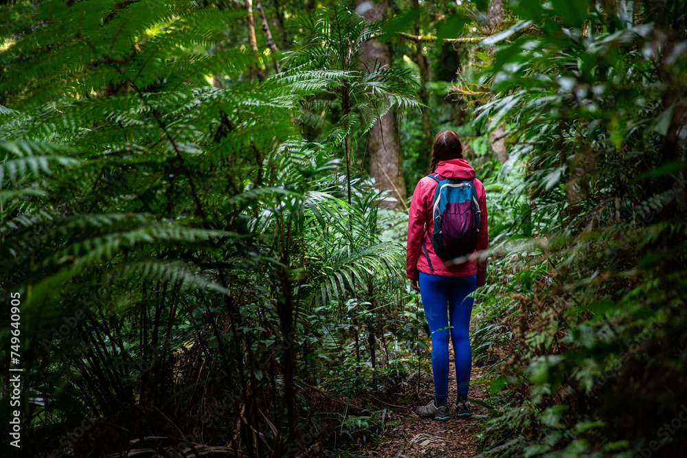 hiker girl with backpack walking through unique dense tropical rainforest in australia, albert river cirquit; gondwana rainforest in lamington national park, queensland, near brisbane and gold coast hiker girl with backpack walking through unique dense tropical rainforest in australia, albert river cirquit; gondwana rainforest in lamington national park, queensland, near brisbane and gold coast